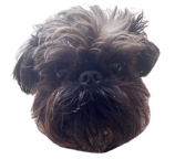 toto icon